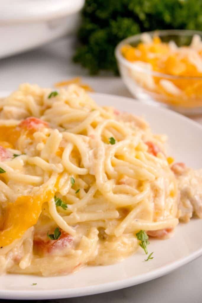 Close up of chicken tetrazzini on a white dinner plate.