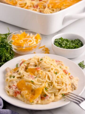 Chicken tetrazzini on a white dinner plate with a fork in front of the baking dish.